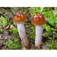 Мицелий Паутинника прямого / Паутинник голубоствольный (Cortinarius collinitus)